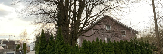 Vorsorgliche Unterschutzstellung der Rotbuche, Strandbadstrasse 55