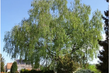 Natur- und Landschaftsinventarobjekt Nr. 4.135, Trauerweide, Höhenstrasse 20: Unterschutzstellung