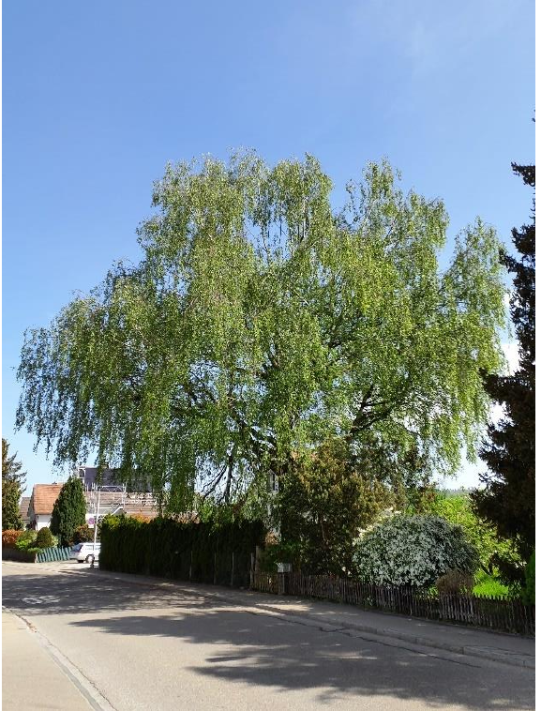 Natur- und Landschaftsinventarobjekt Nr. 4.135, Trauerweide, Höhenstrasse 20: Unterschutzstellung