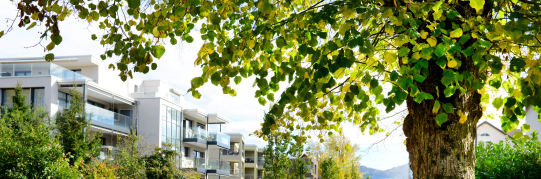 Genehmigung und Inkraftsetzung Reglement "Baumförderprogramm der Stadt Wetzikon"