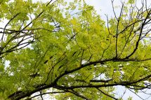 Grünpflegearbeiten an der Aathalstrasse finden in der Nacht statt