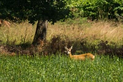 Bild Reh. Bernd Kasper/pixelio.de