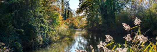 Gehölzpflege im Parkwäldchen Schönau im September 2024