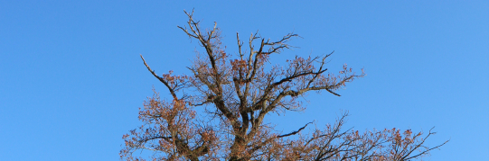 Stadtrat genehmigt den Massnahmenplan Umwelt und Energie der Stadt Wetzikon