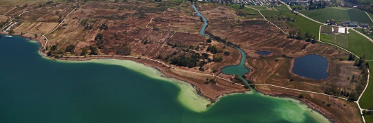 Quaggamuschel im Zürichsee – Massnahmen zum Schutz von Greifen-, Pfäffiker- und Türlersee